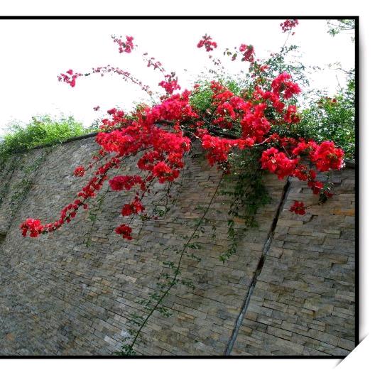 一枝红杏出墙来