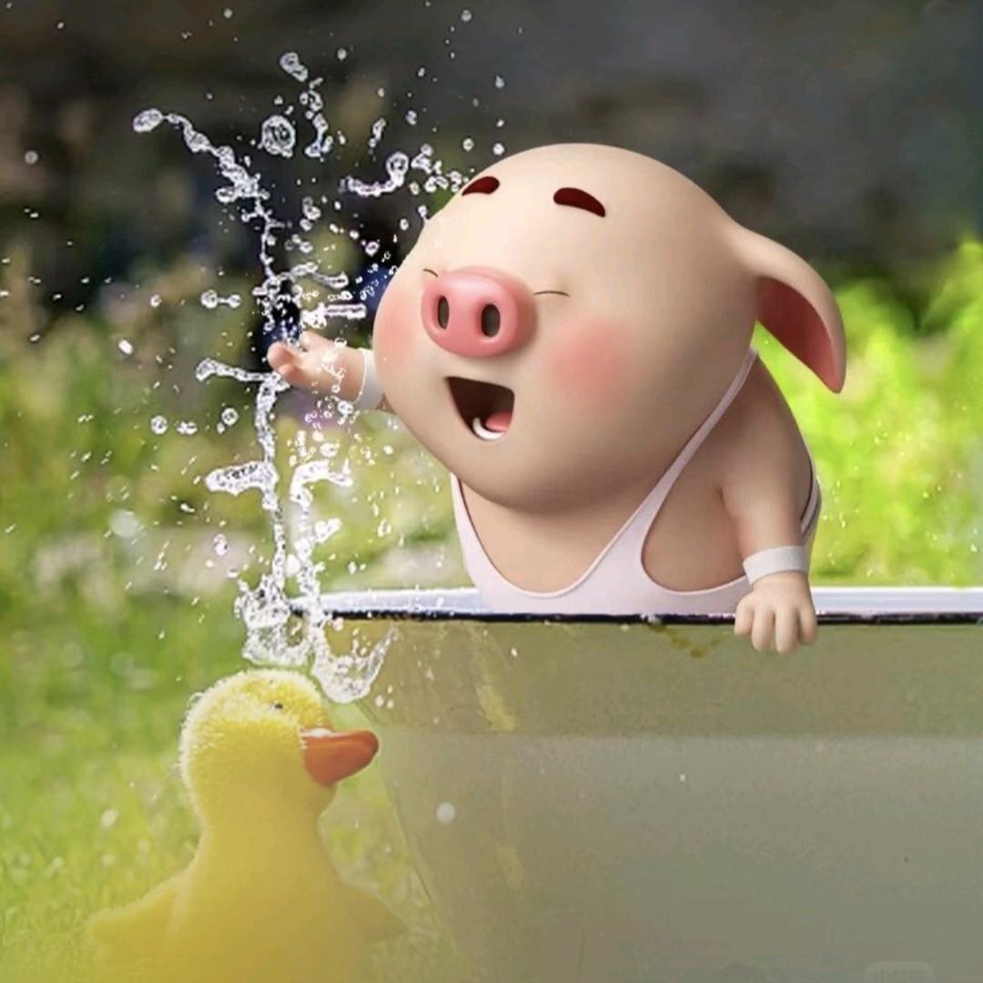 小猪稀里呼噜的一天