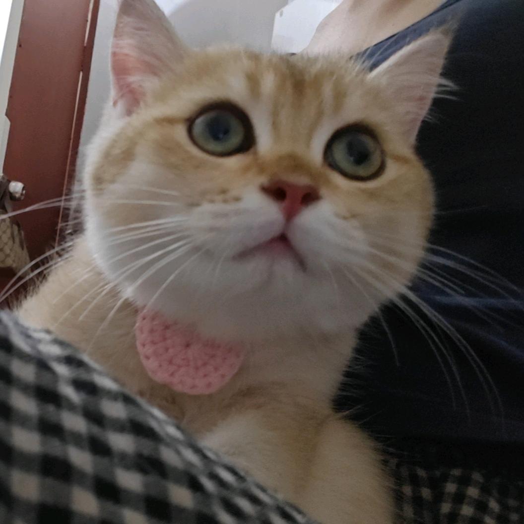 有头脑和不高兴🐱