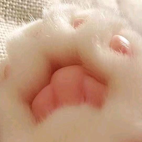 奈何姑娘非我良人
