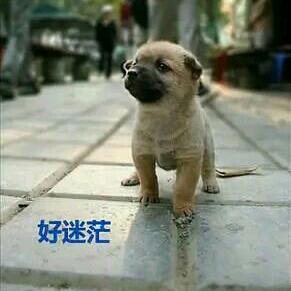 歌声与微笑