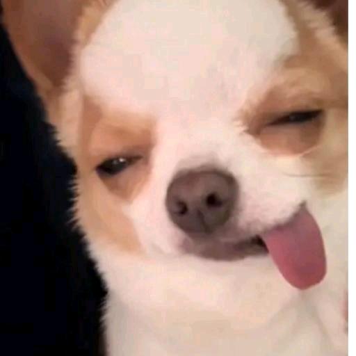 发包小子，再斗自杀