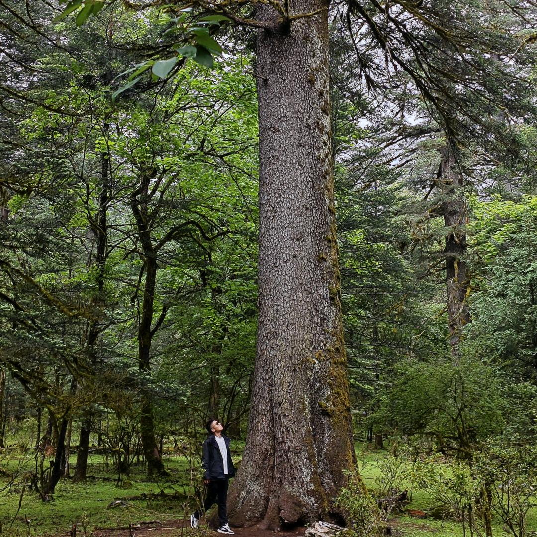 西峡过桥应急助力人