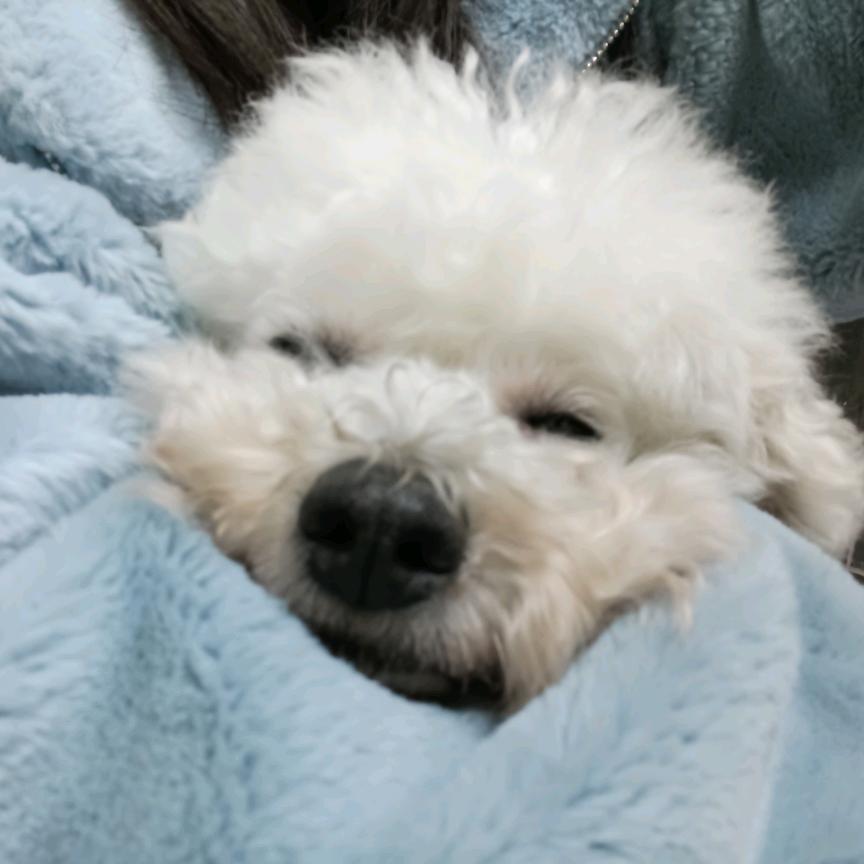 咩咩