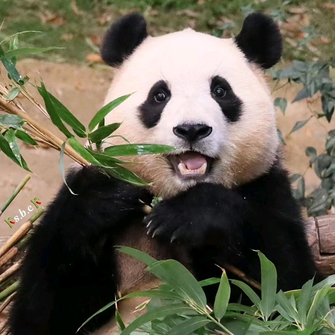 爱吃西瓜的喵头像