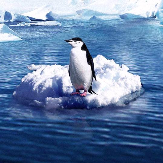 💐不加糖的柠檬汁 💐