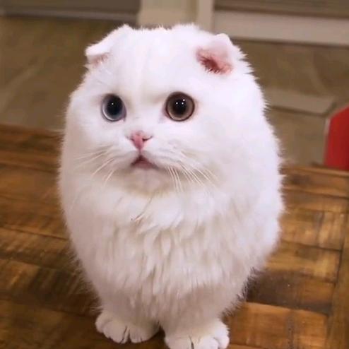 吃瓜猫me
