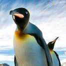 雪球姐姐（已婚勿扰）