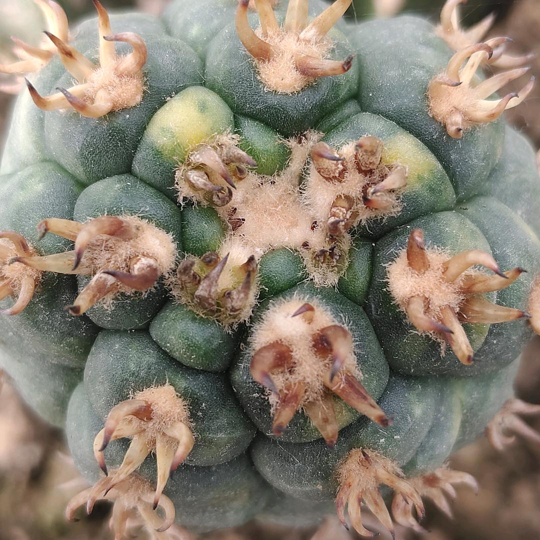 佳杰雨苗