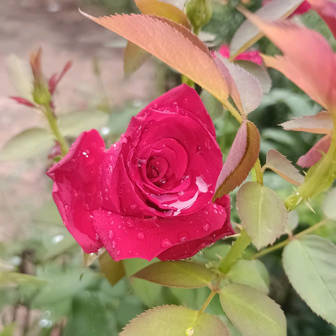 @鹣鲽丶