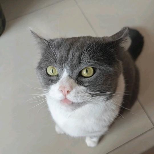 是蛋糕啊