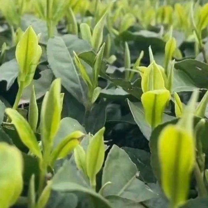 軍诚