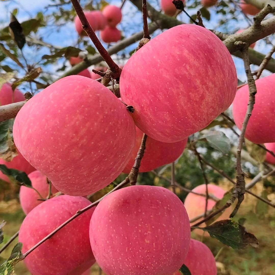 丰祥果业