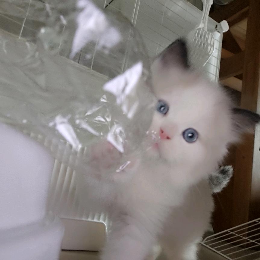 没凶还在凶
