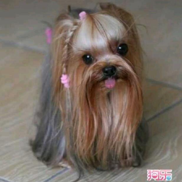 约克夏精品家庭繁殖