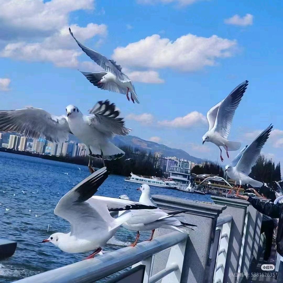 圆子呢（有关必回）