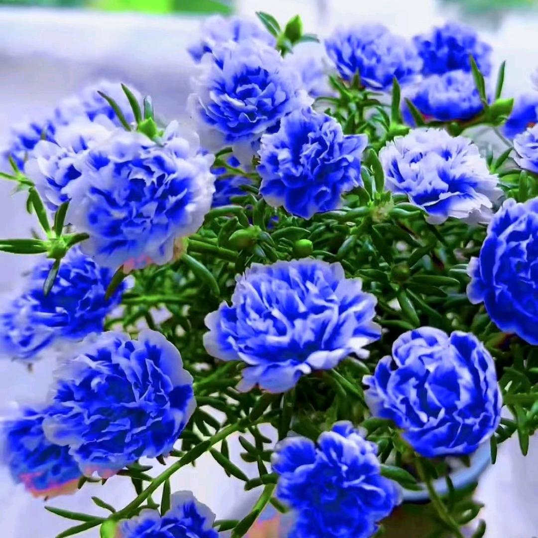 羽卉阁花卉经营部