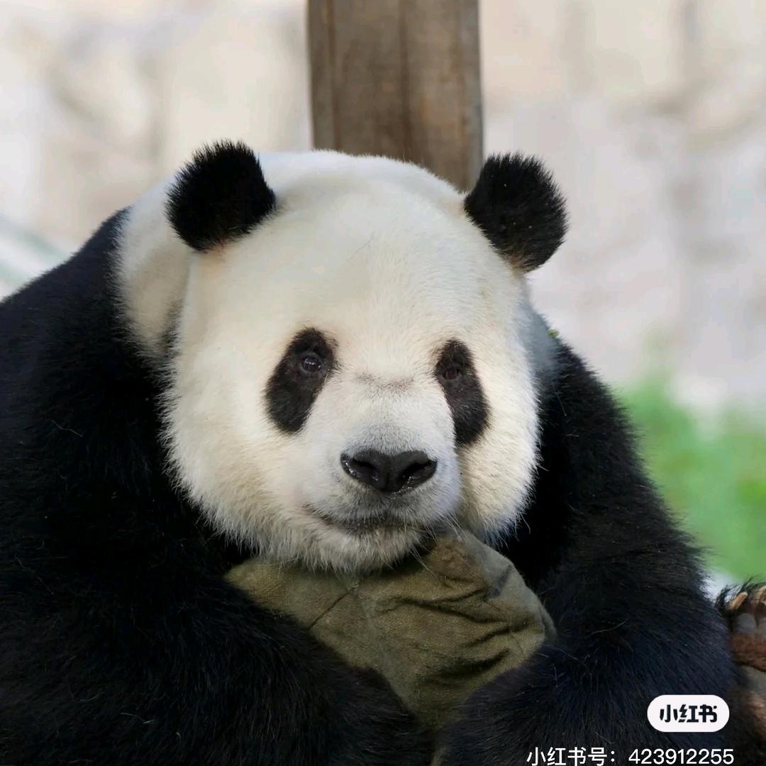 🐻二