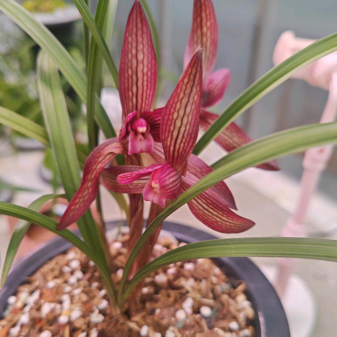 雅兰金苑💐🎋