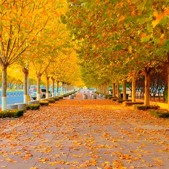 🌻🌻陌是陌生🌻🌻