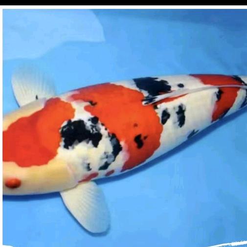 阿伦有鲤（NEW）