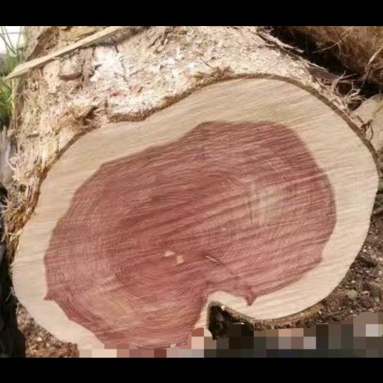 许志高-美豫木业