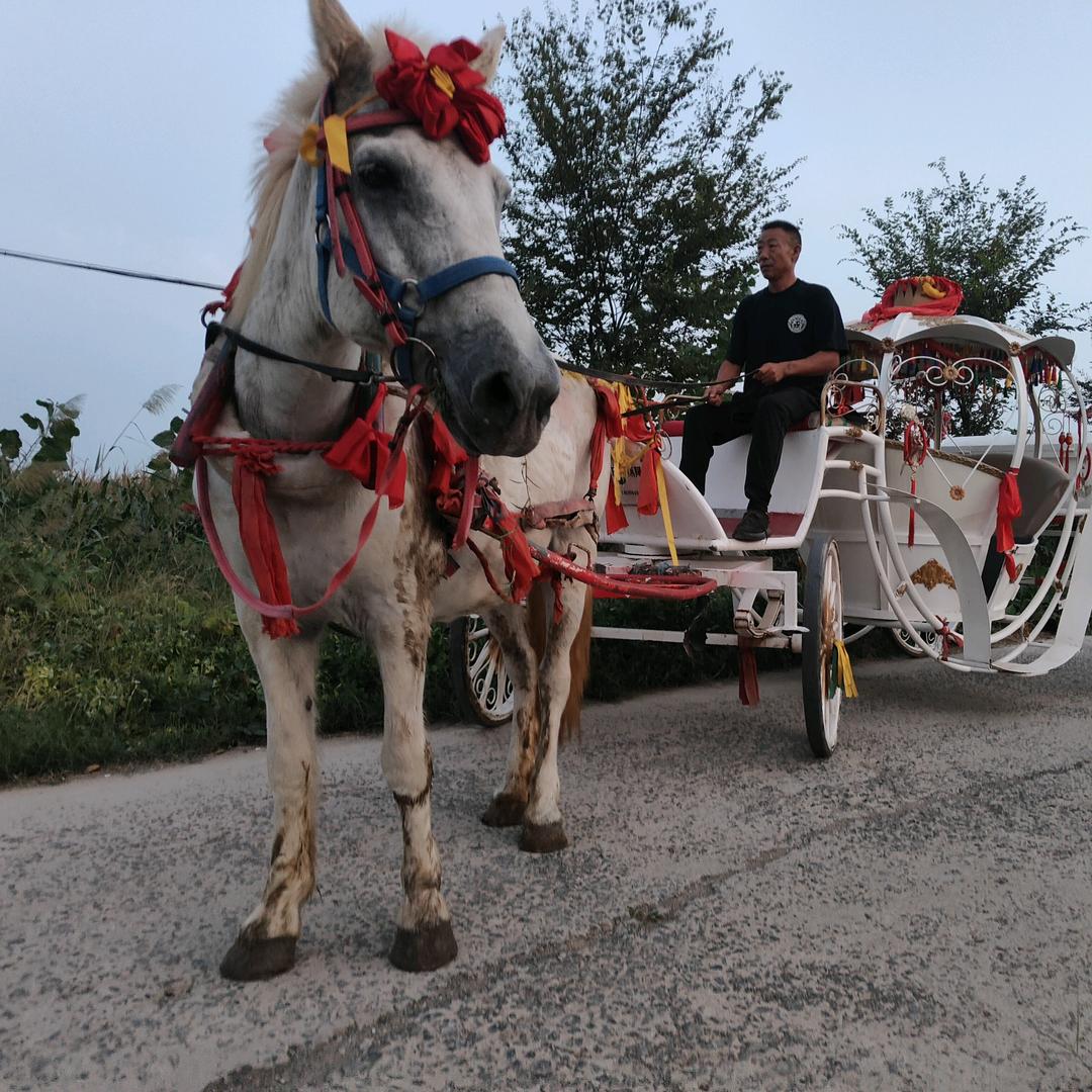 涡阳曹市婚庆马车出租1