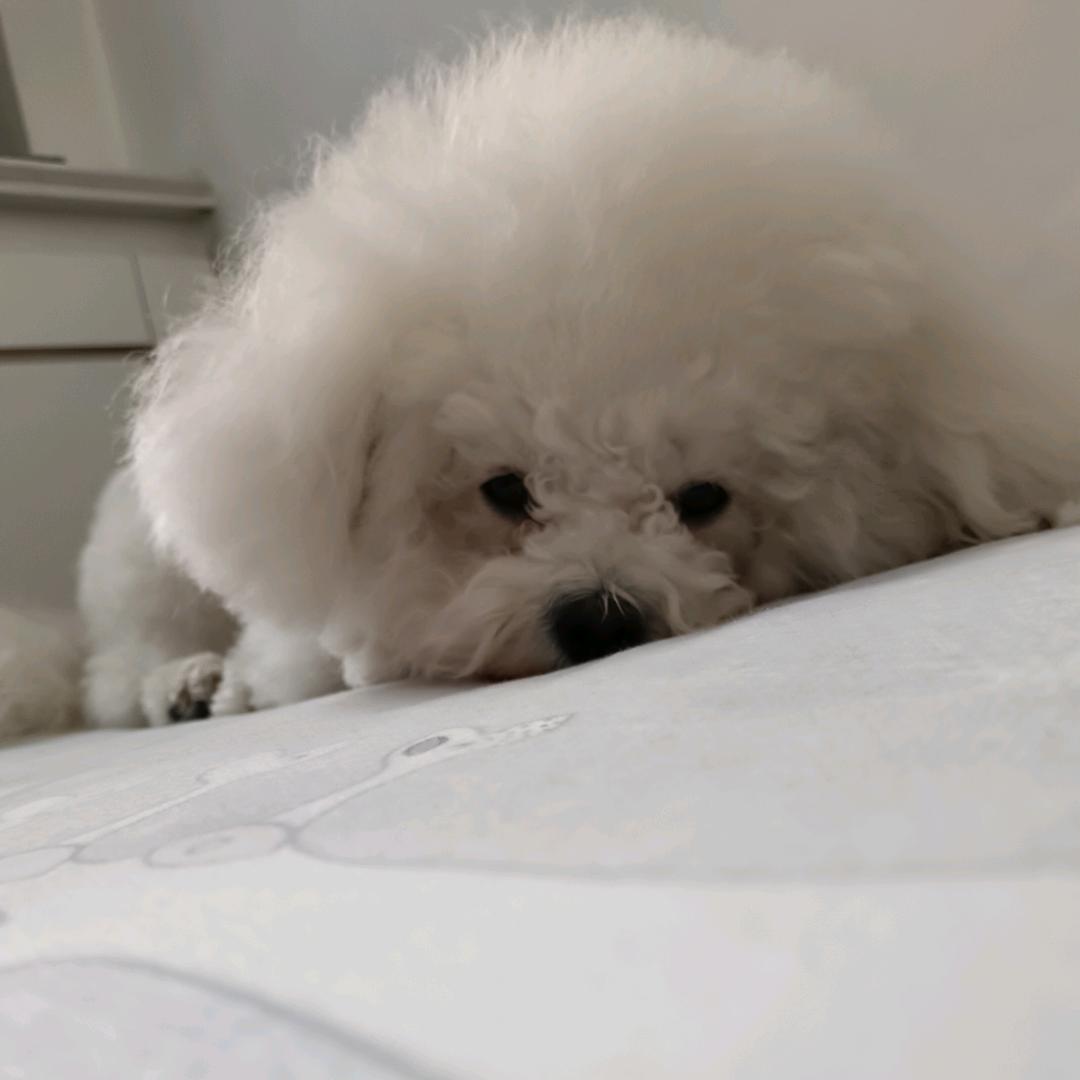 刘二丫是只比熊