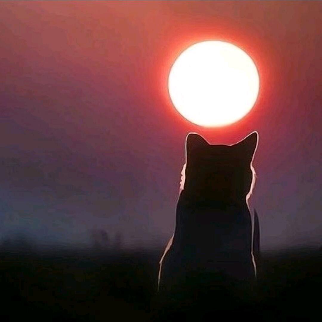阿年