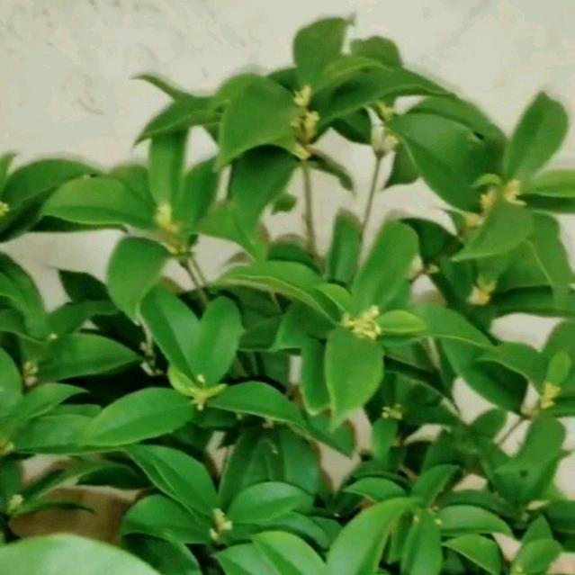 🌿