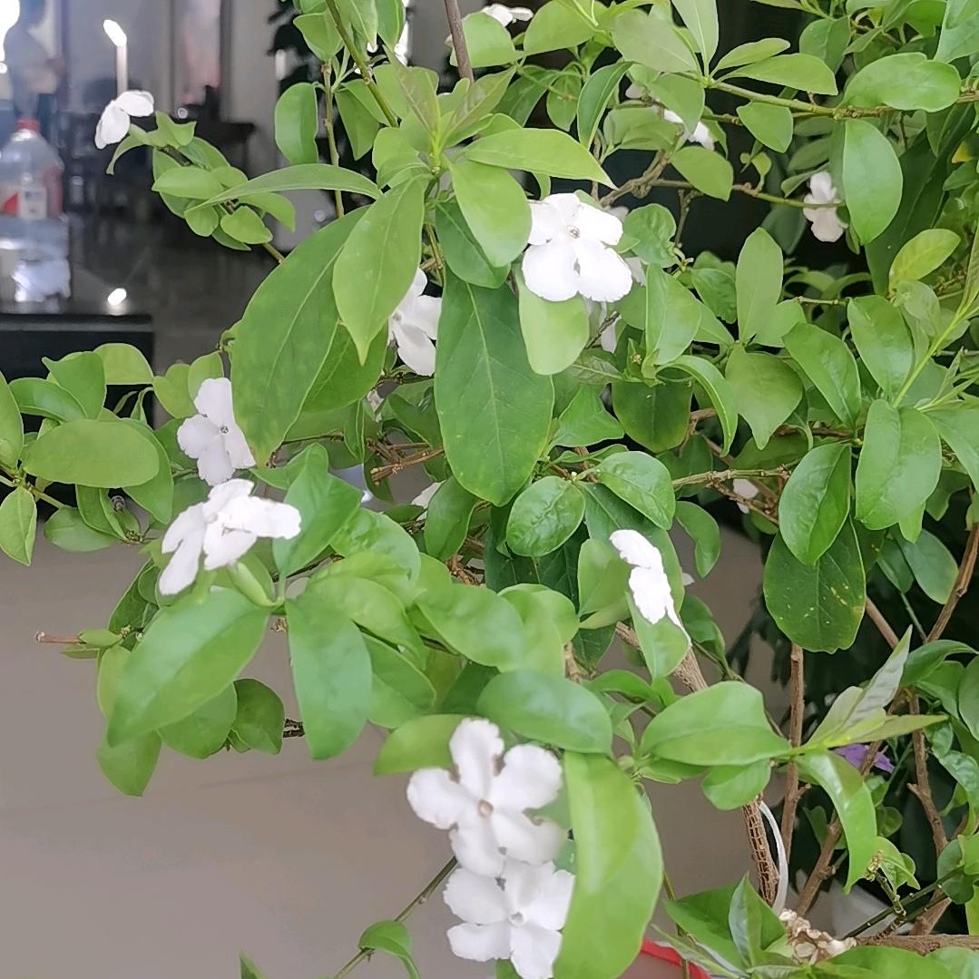 玉兔