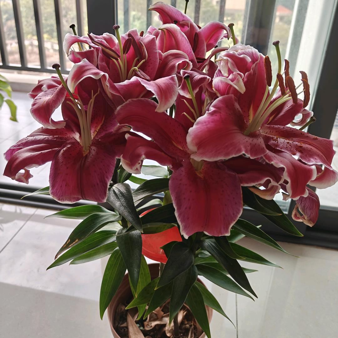 桃子〈首播筹备中〉