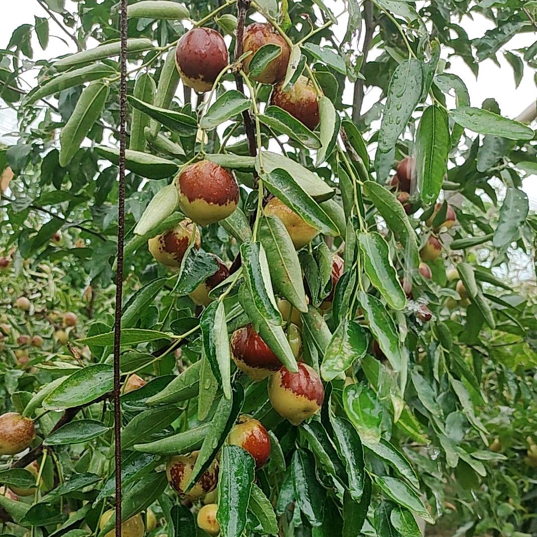 ❤️我叫不讲李