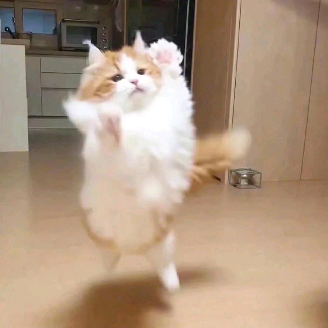 霜前栗🌰