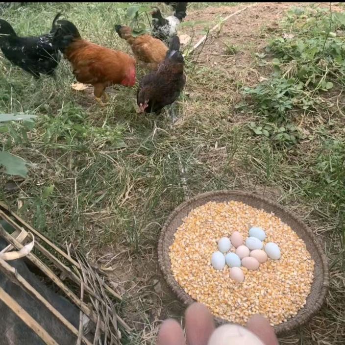 土鸡蛋王哥
