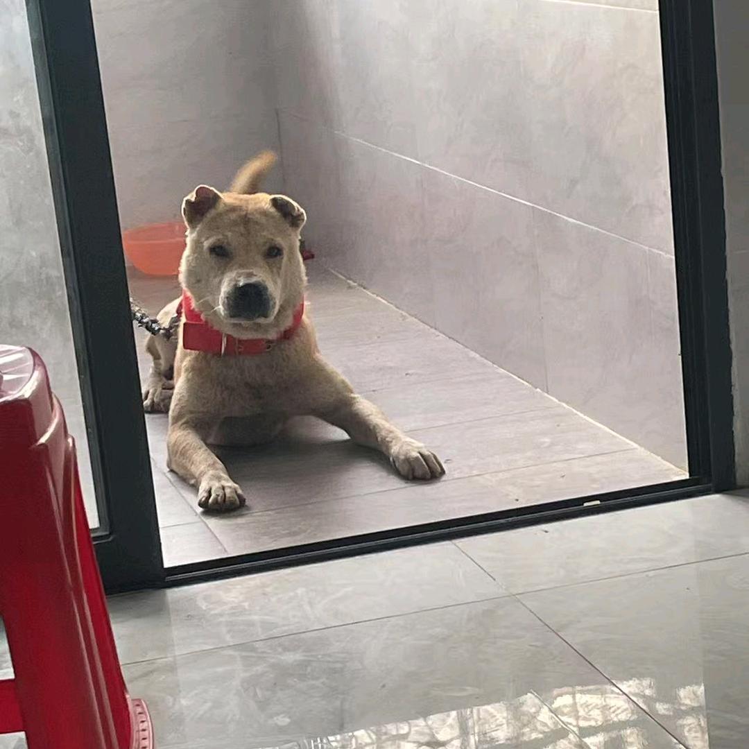 喜欢土猎🐕的小周