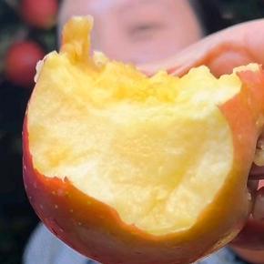 昭通苹果三姐妹