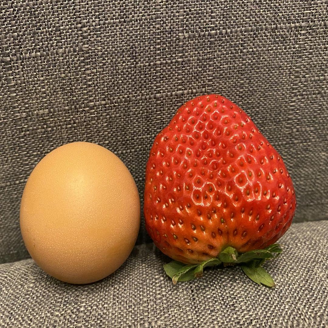 正宗丹东99草莓产地直发