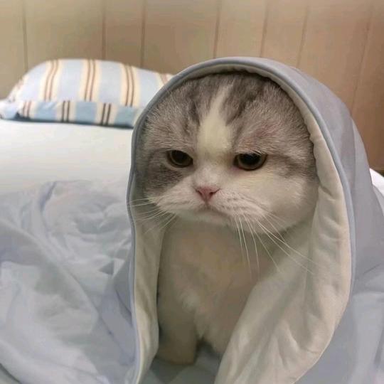 发大财的卷心菜💰