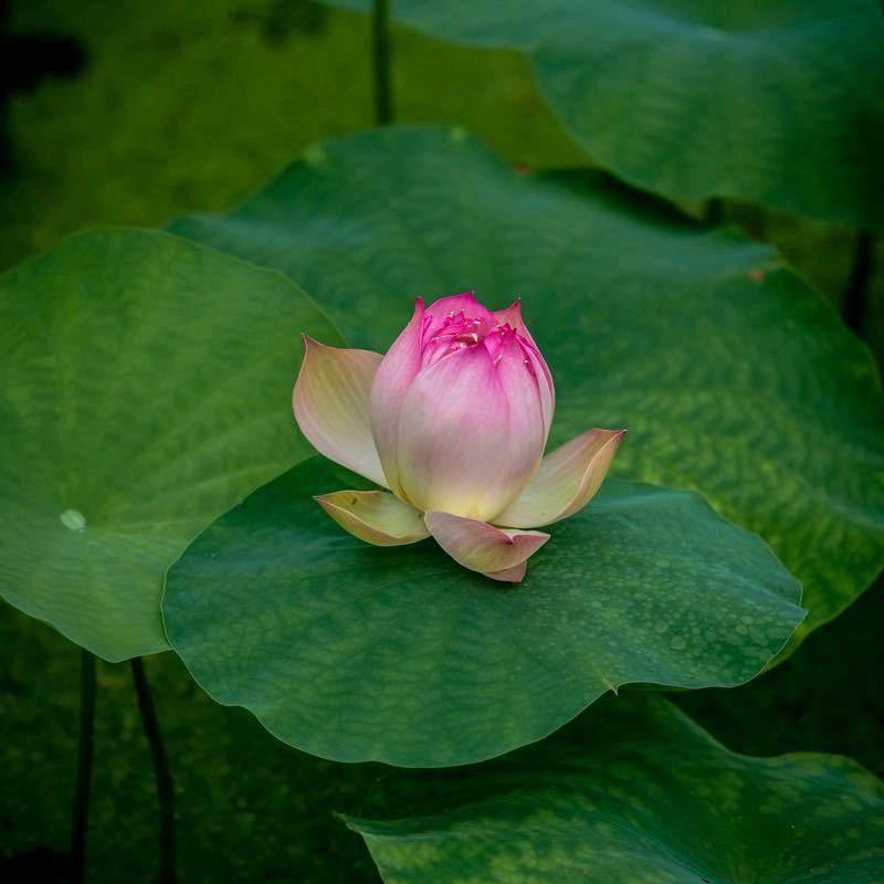云花故事