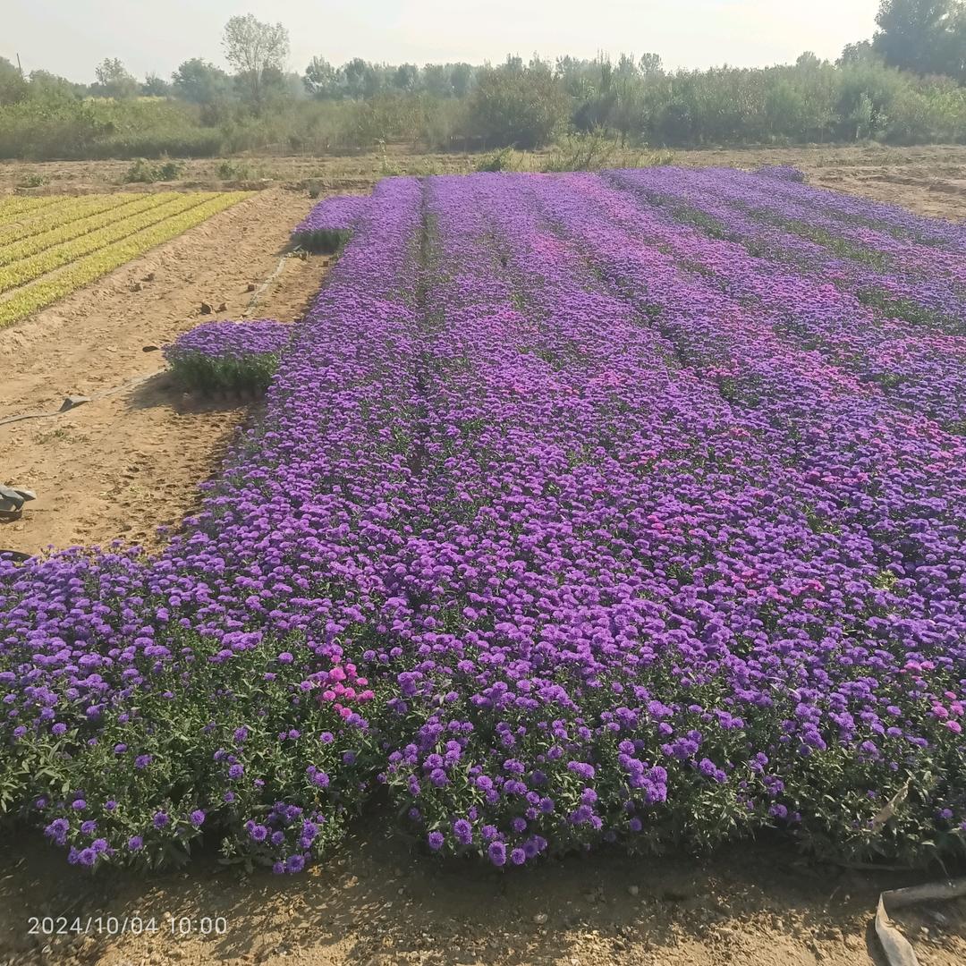 定州优润苗木工程公司