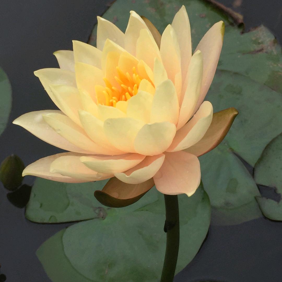 燕子