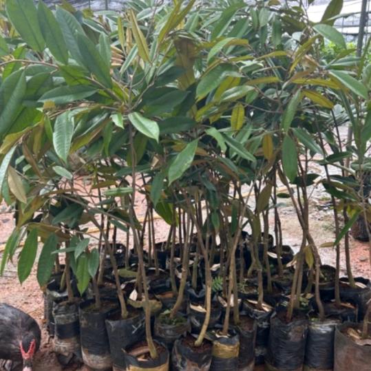 柚伟种植基地