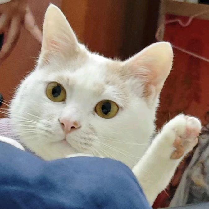 噔了个噔头像
