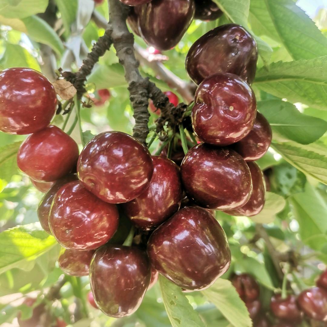 杜家樱桃