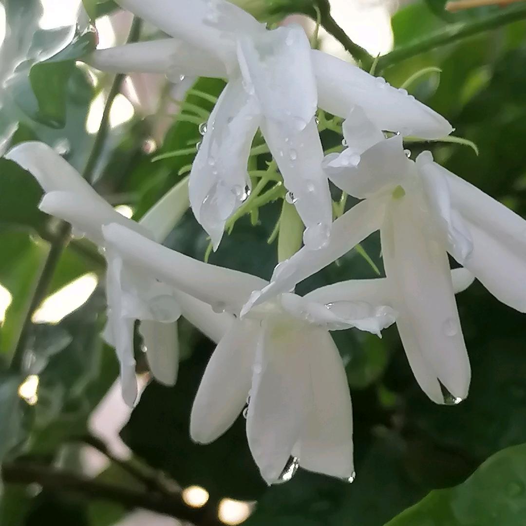 十一月fo缘吉祥