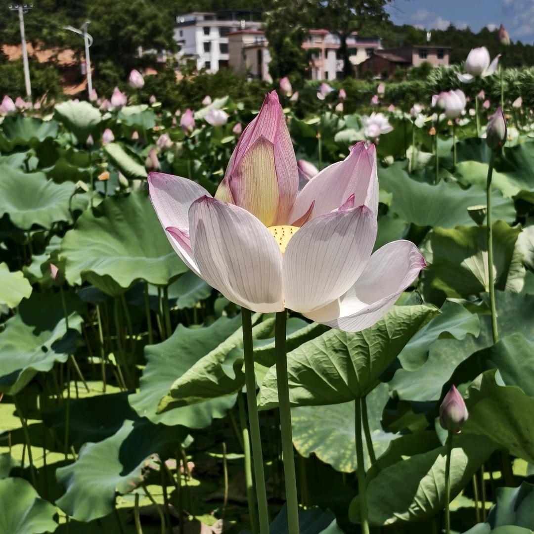 心如止水
