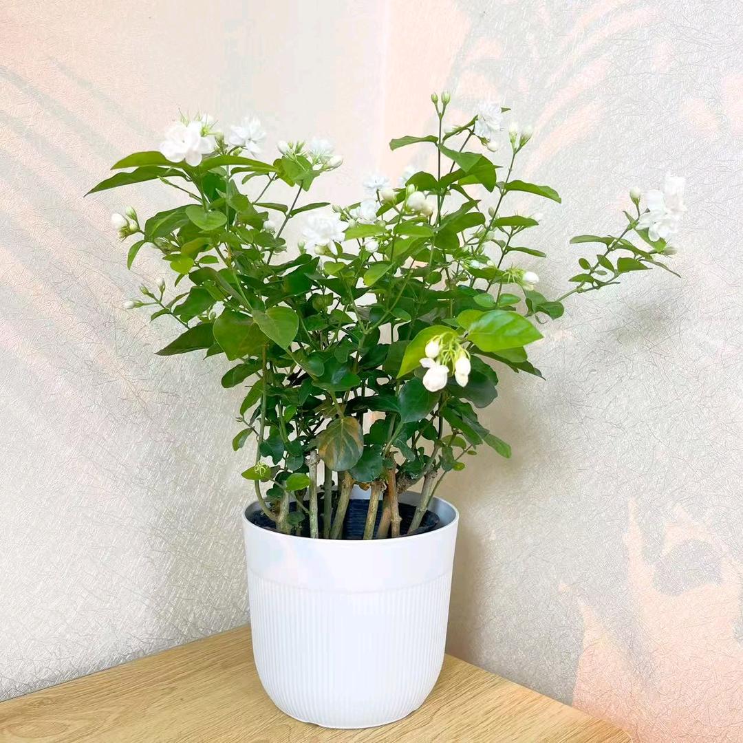 满庭花舍(茉莉花盆栽)