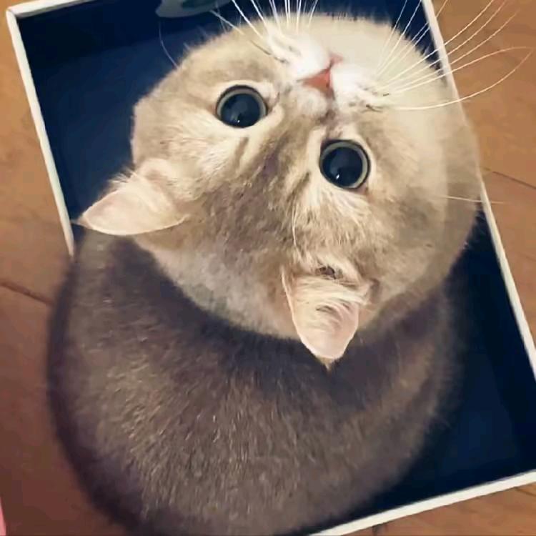 资阳房产RJ