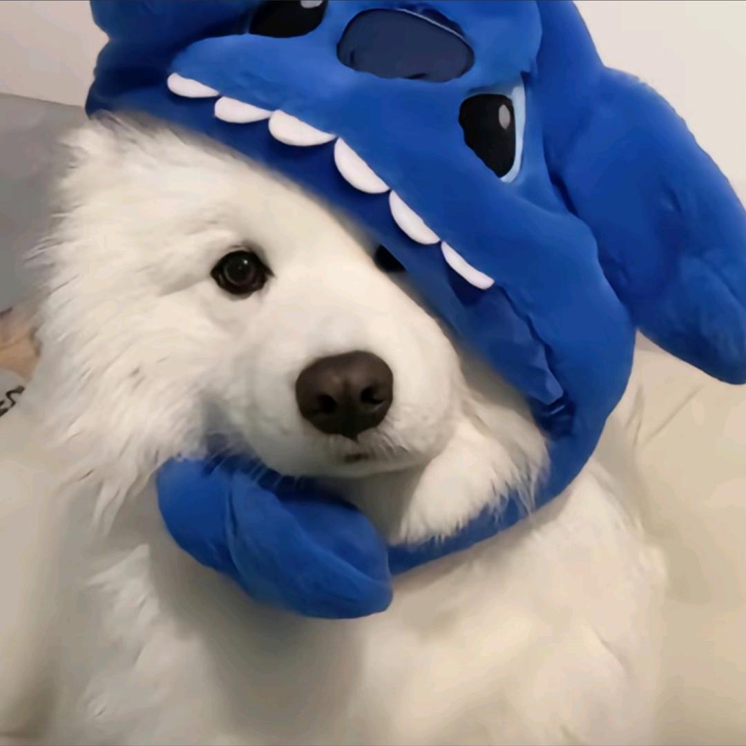 知洲海
